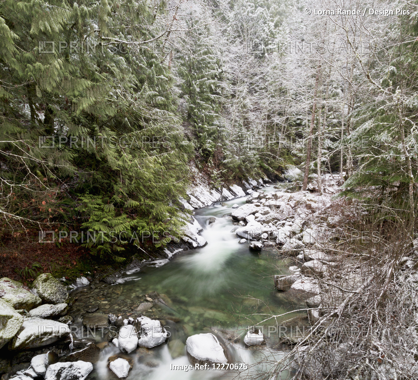 A Stream Flows Through A Forest Lightly Dusted With Snow; Chilliwack, British ...