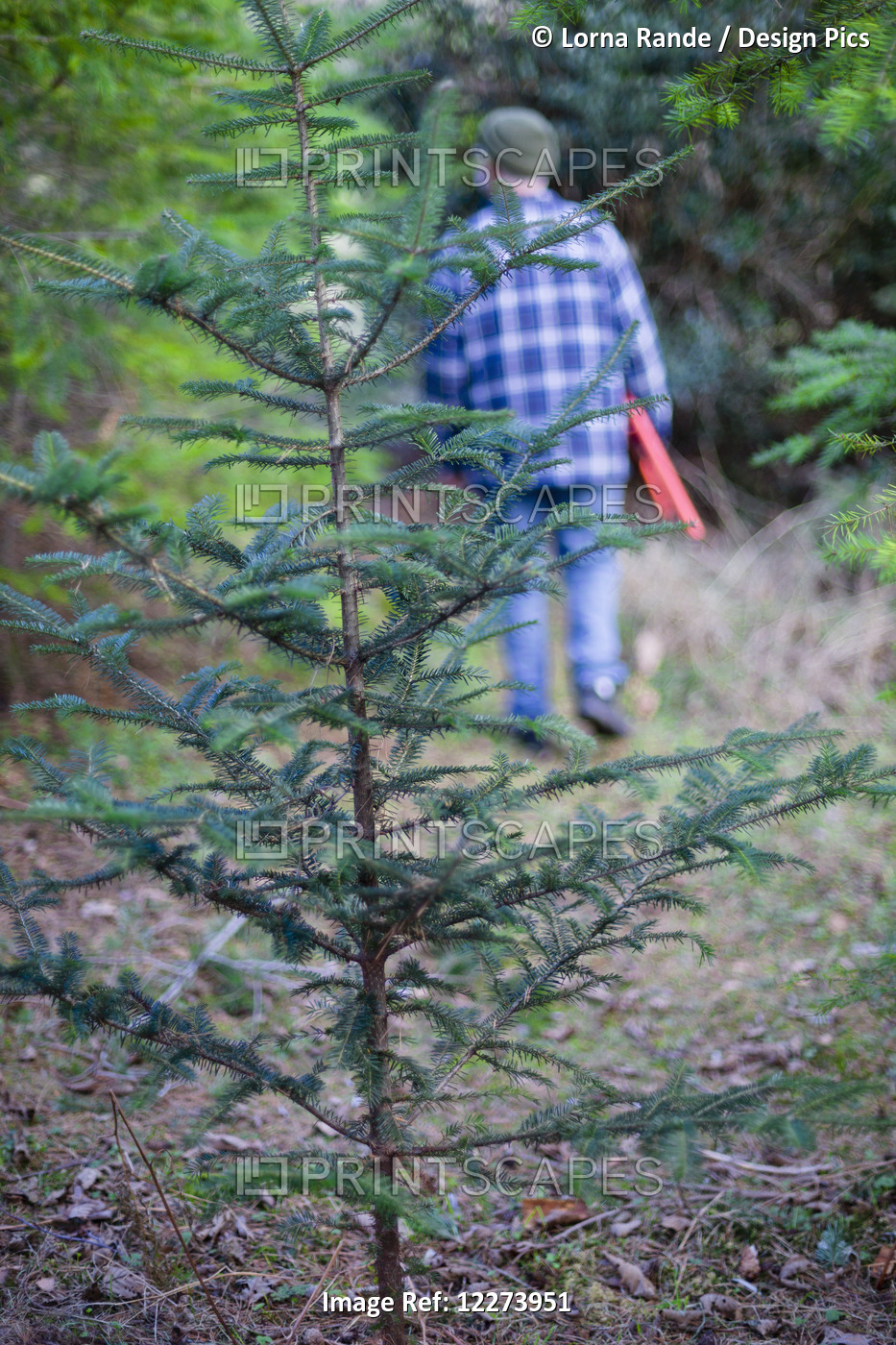 Christmas Tree Hunt; Yarrow, British Columbia, Canada