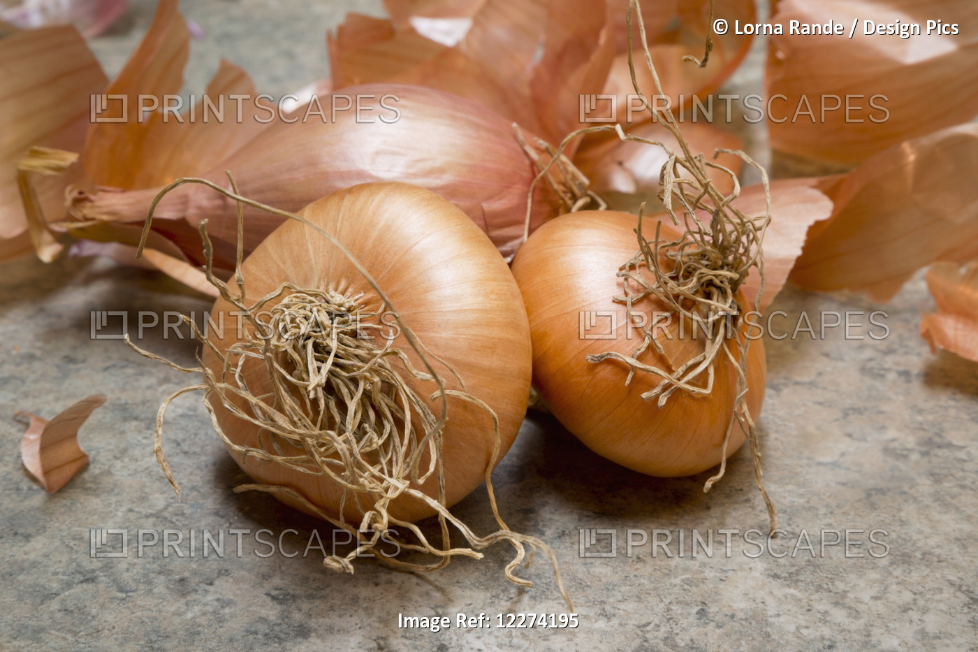 Onions With Pieces Of Brown Skin Peeled Off; Chilliwack, British Columbia, ...