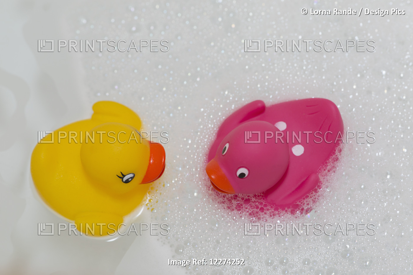 Rubber Ducks Facing Each Other In A Bubble Bath; Chilliwack, British Columbia, ...
