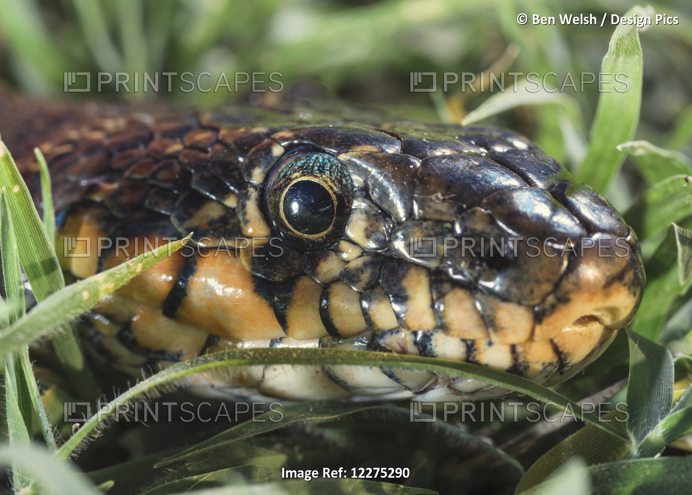 Horseshoe Whip Snake (Hemorrhois Hippocrepis); Tarifa, Cadiz, Andalusia, Spain
