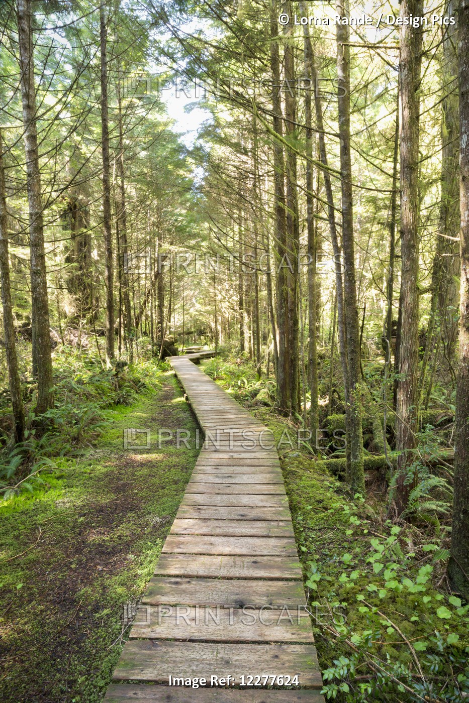 Forest Walk, Pacific Rim National Park; Vancouver Island, British Columbia, ...