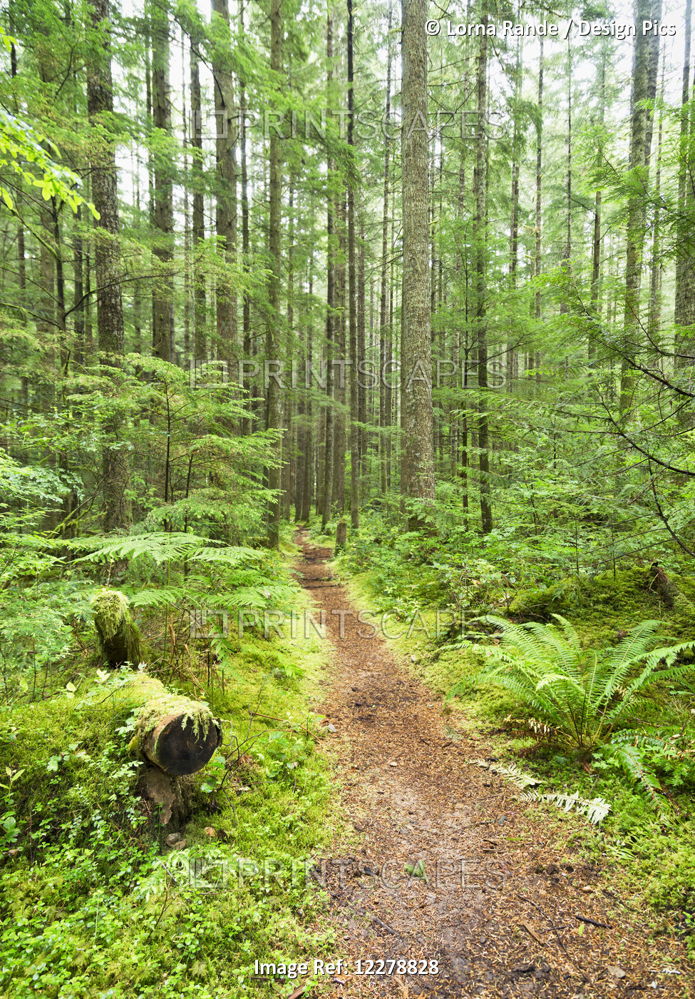 Path In A Forest, Chilliwack River Road; Chilliwack, British Columbia, Canada