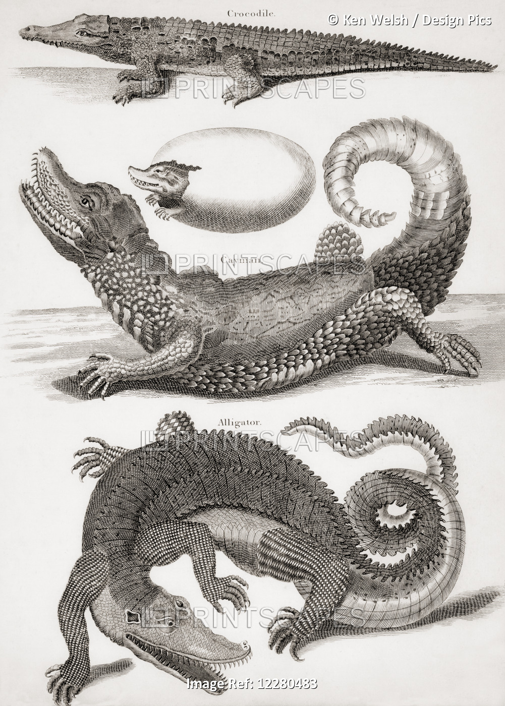 Crocodilia. Crocodile, Caiman And Alligator. From An 18th Century Print