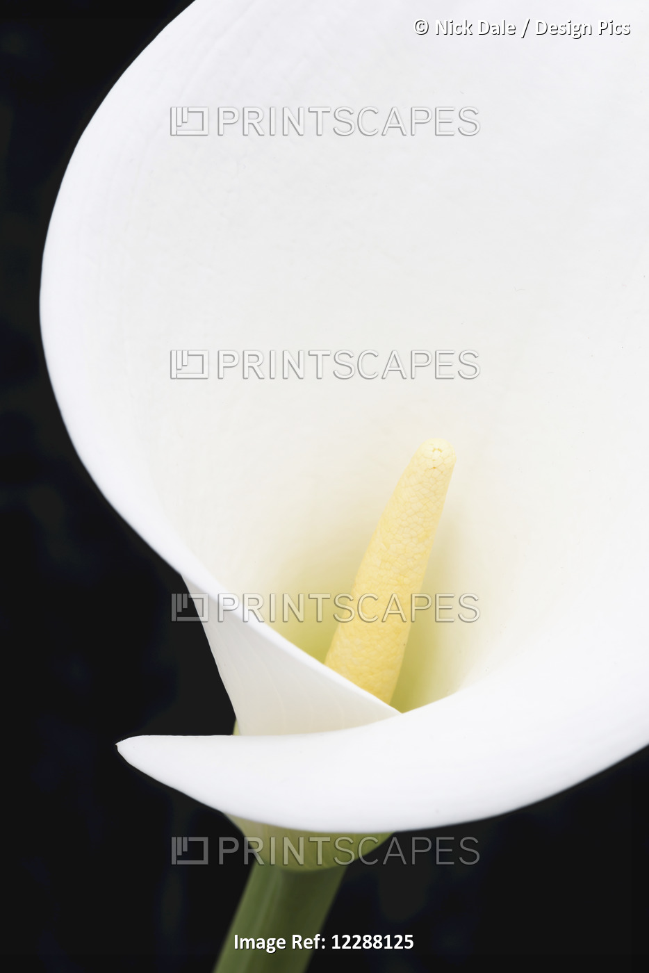 Close Up Of White Arum Or Calla Lily (Zantedeschia Aethiopica) With A Wide Oval ...