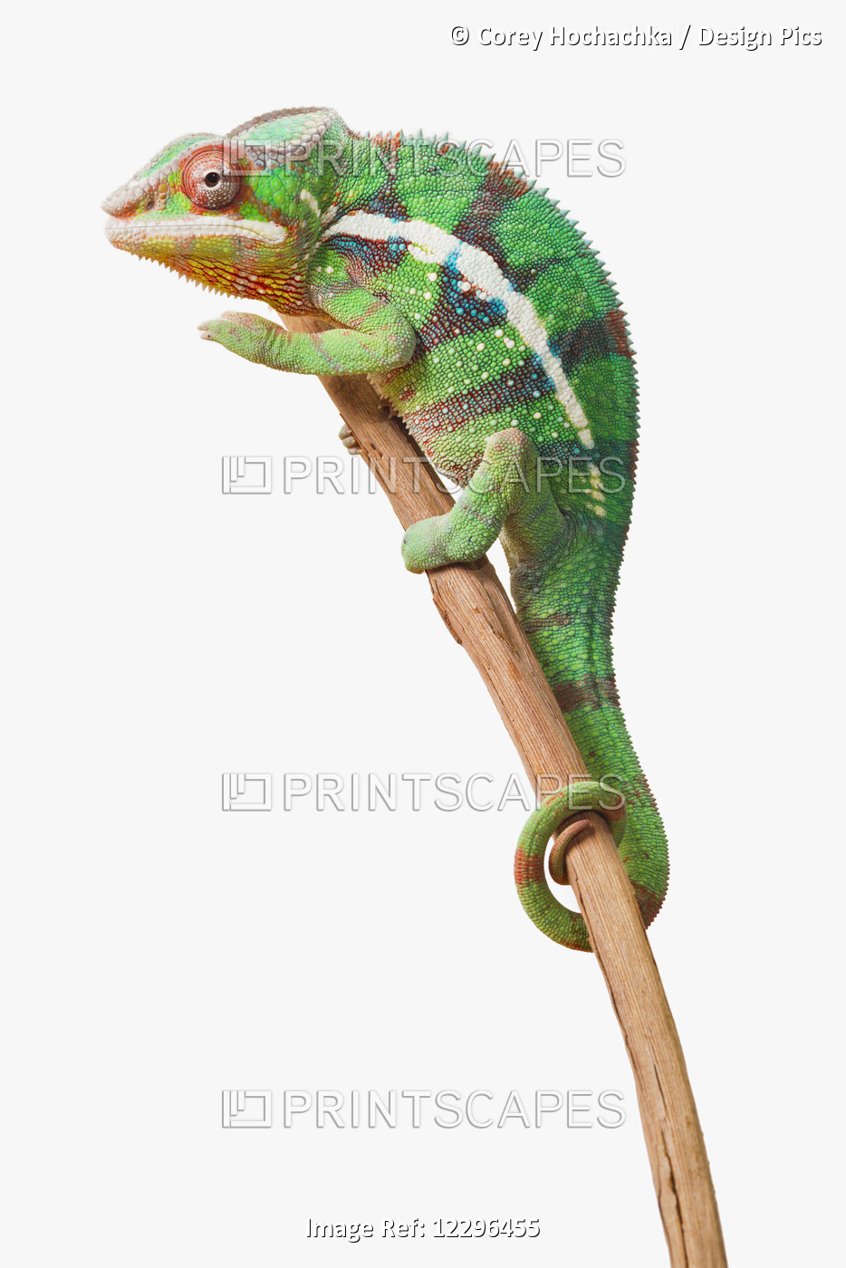 Colourful Panther Chameleon (Furcifer Pardalis) On A White Background; St. ...