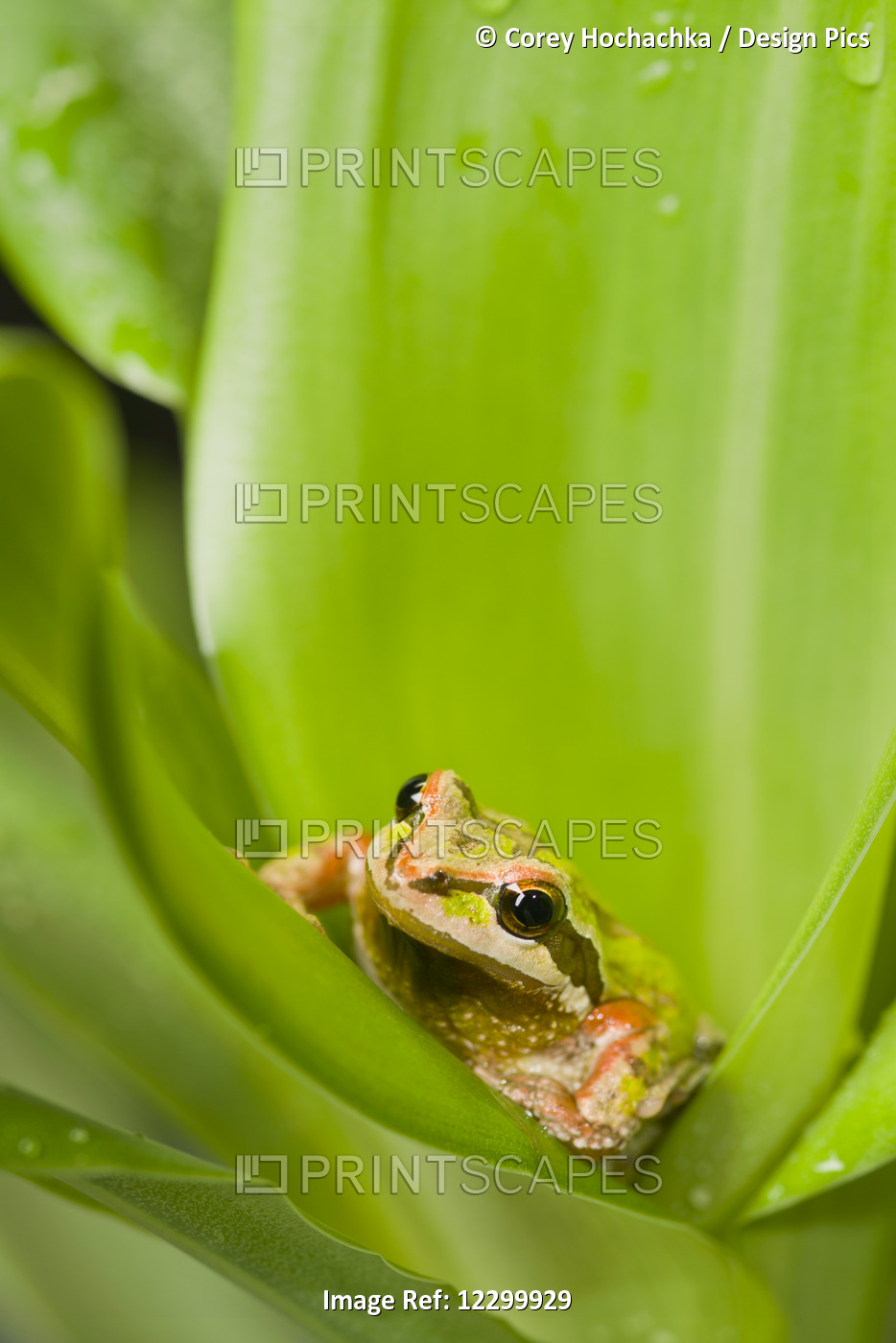 Pacific Chorus Frog (Pseudacris Regilla) In Leaf Rosette; St. Albert, Alberta, ...