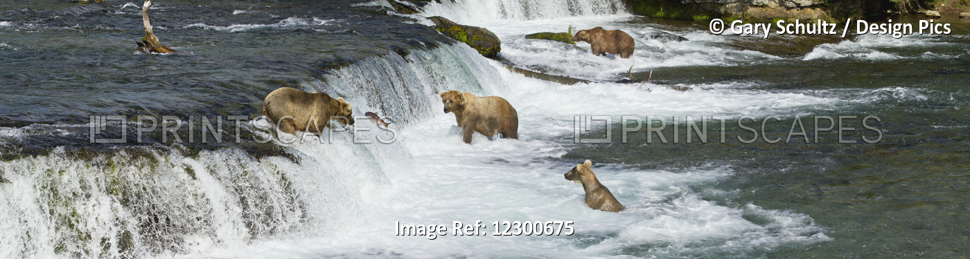Brown Bears (Ursus Arctos) Fishing For Sockeye Salmon At Brooks Falls, Katmai ...