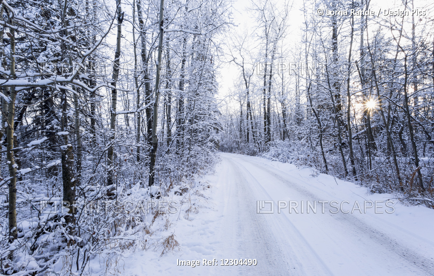 A Snow Covered Road With Tire Tracks And A Sunburst Through The Trees; ...