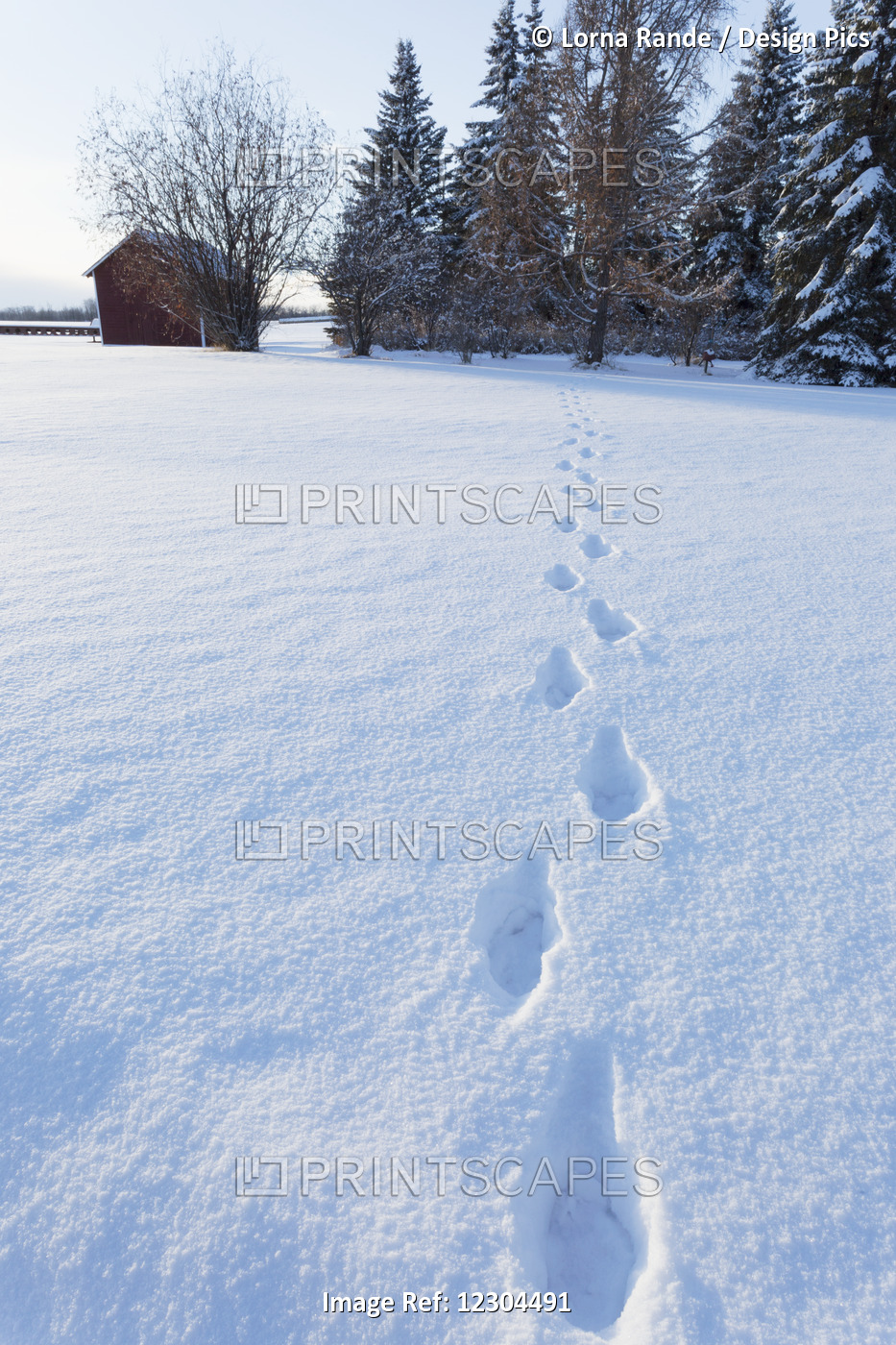 Footprints In The Snow Across A Field Leading To Trees And A Small Red Shed; ...