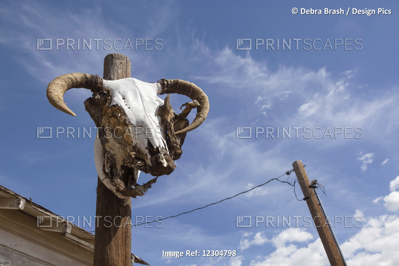A Sheep Skull On Route 66 Near Seligman; Arizona, United States Of America