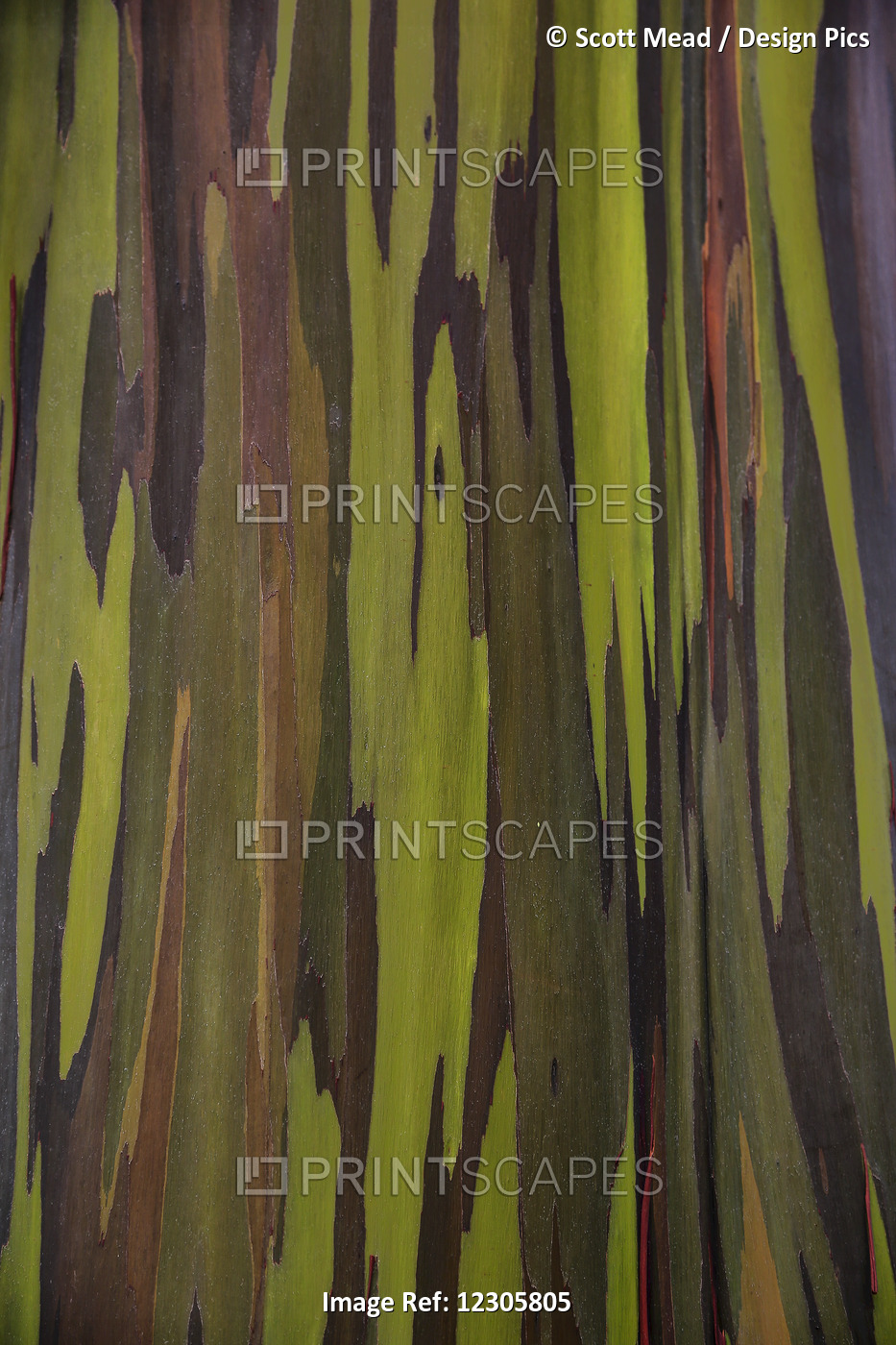 Bark Of The Rainbow Eucalyptus (Eucalyptus Deglupta); Hawaii, United States Of ...