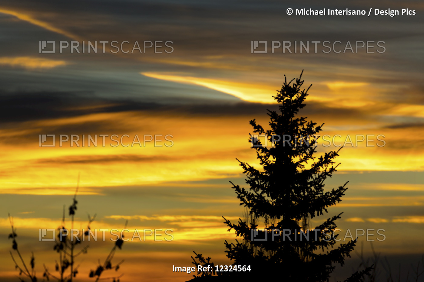 Silhouette Of Evergreen Tree With Colourful Dramatic Sky At Sunset; Calgary, ...