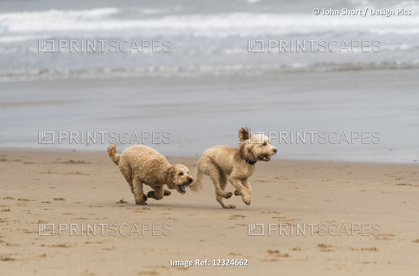 Two Blond Cockapoos Running On A Beach At The Water's Edge; South Shields, Tyne ...
