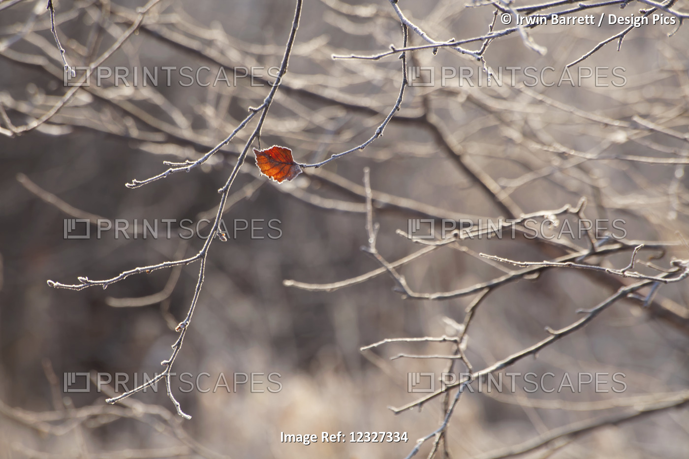 A Small Red Leaf Remains On A Leafless Tree In Autumn; Oakfield, Nova Scotia, ...