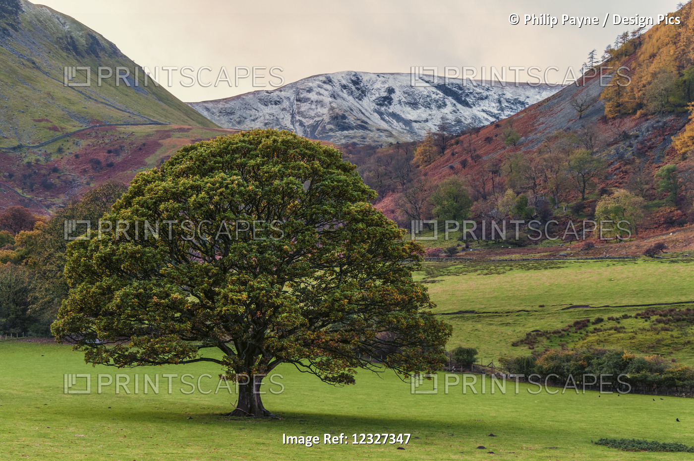 Tree In The Colourful Landscape Of The English Lake District As Winter ...