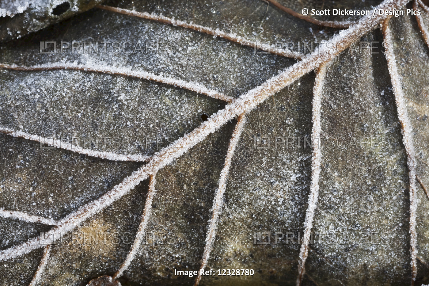 Close-Up Detail Of A Frosty Autumn Coloured Leaf; Alaska, United States Of ...