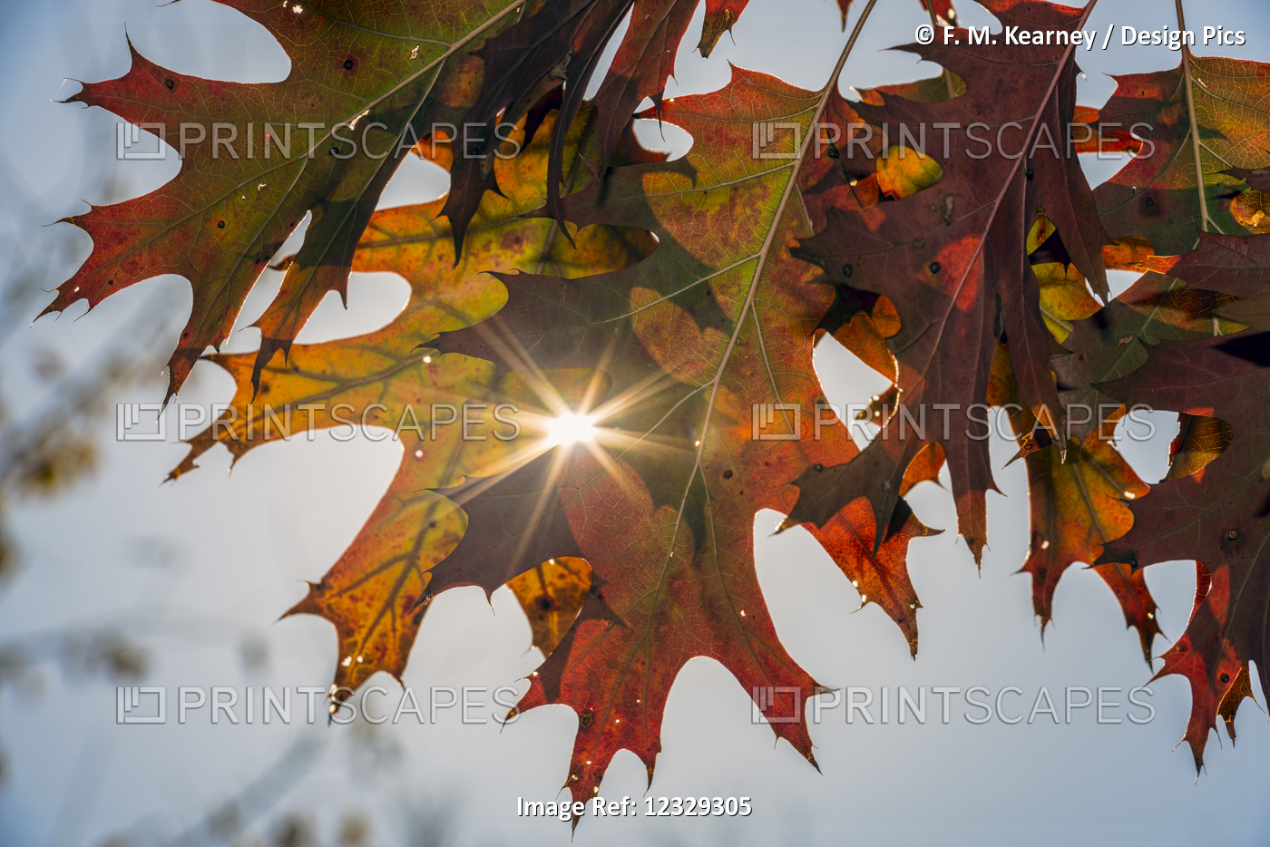 Sun Shining Through Autumn-Colored Oak Leaves (Fagaceae) (Quercus Rubra), ...