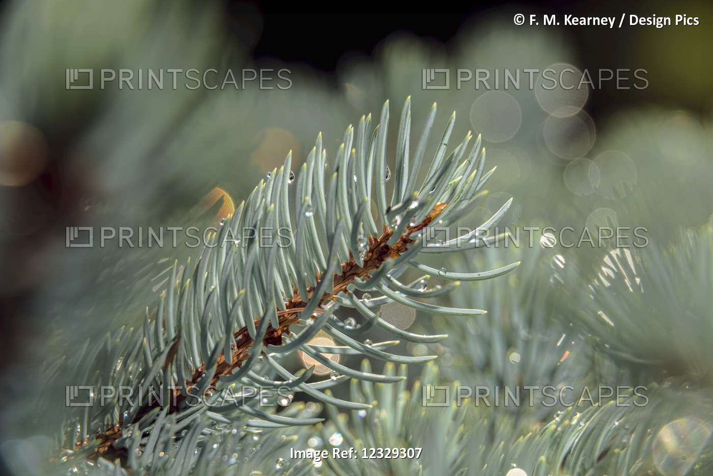 Blue Spruce Pine Needles (Pinaceae), 'moonsii' Picea Pungens, New York ...