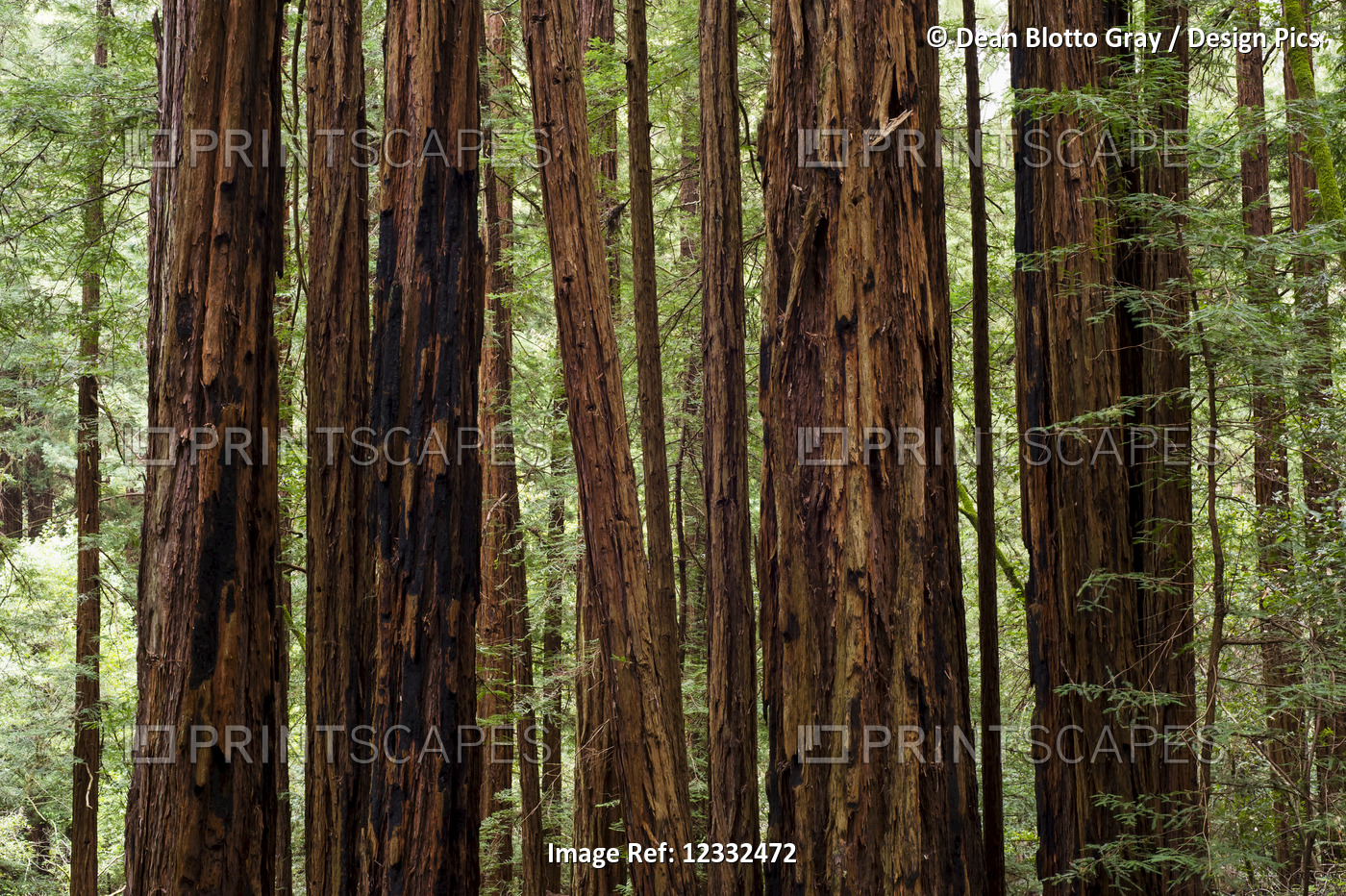 Muir Woods National Monument, Mount Tamalpais; California, United States of ...