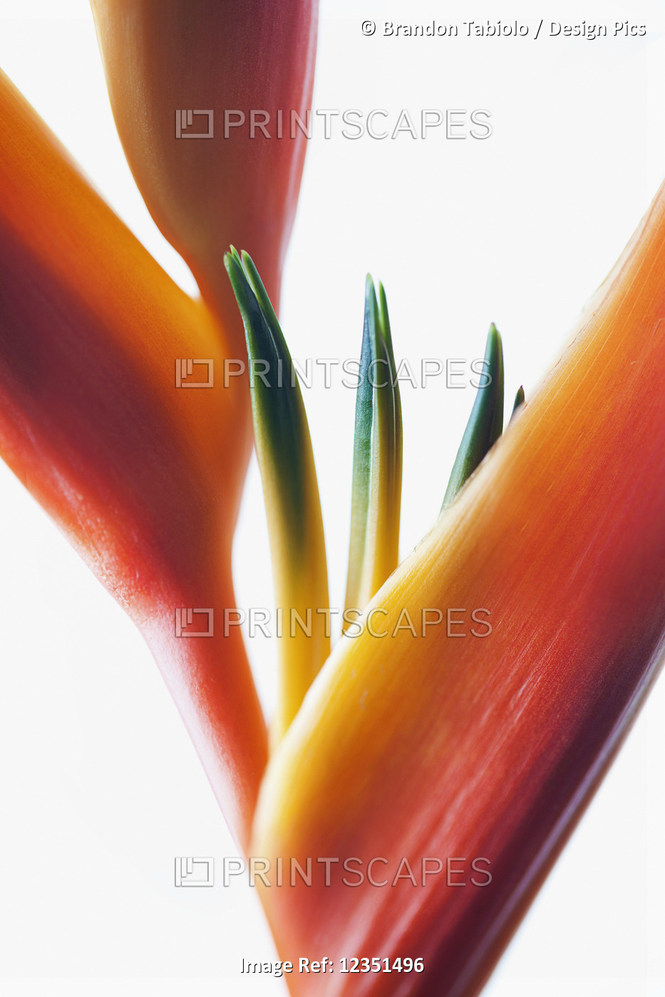 A macro close-up of a beautiful orange and yellow Heliconia flower against a ...