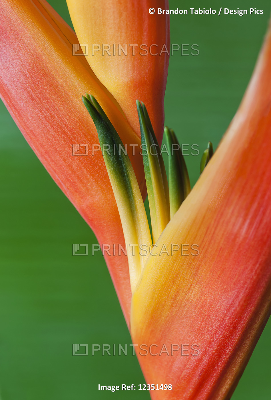 Close-up of a beautiful red and orange blossoming Heliconia flower against a ...