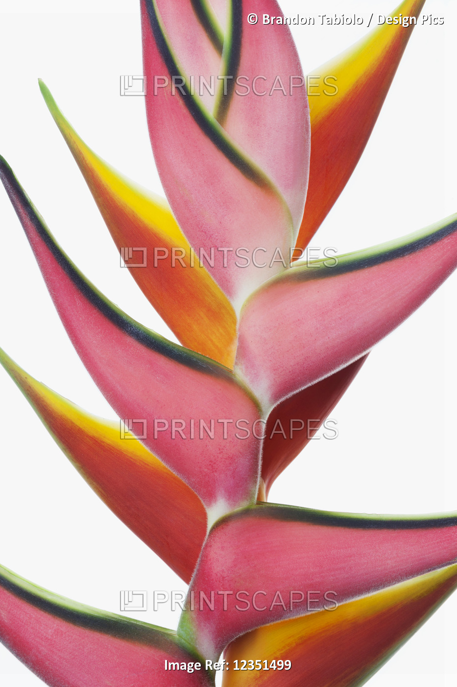 Close-up of two vibrant Heliconia flower against a white background; Honolulu, ...