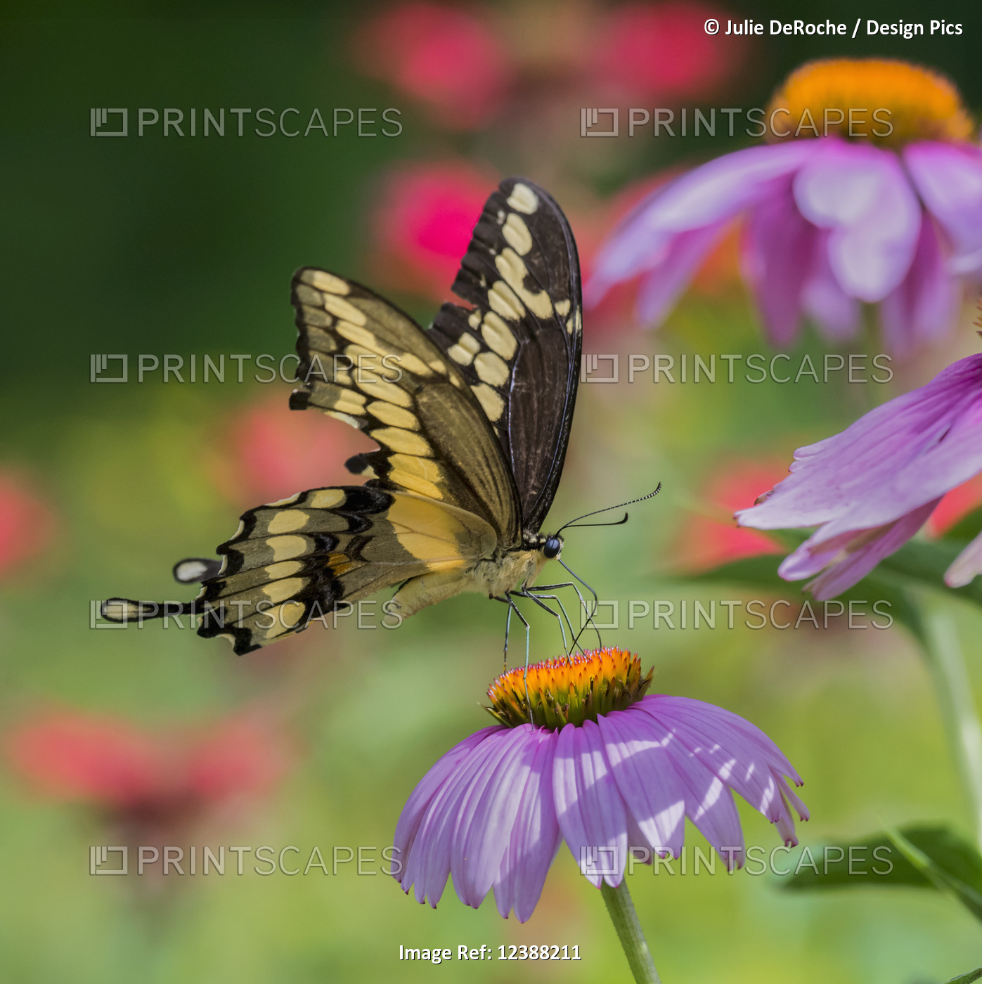 Close-up of a Giant Swallowtail butterfly (Papilio cresphontes) resting on a ...