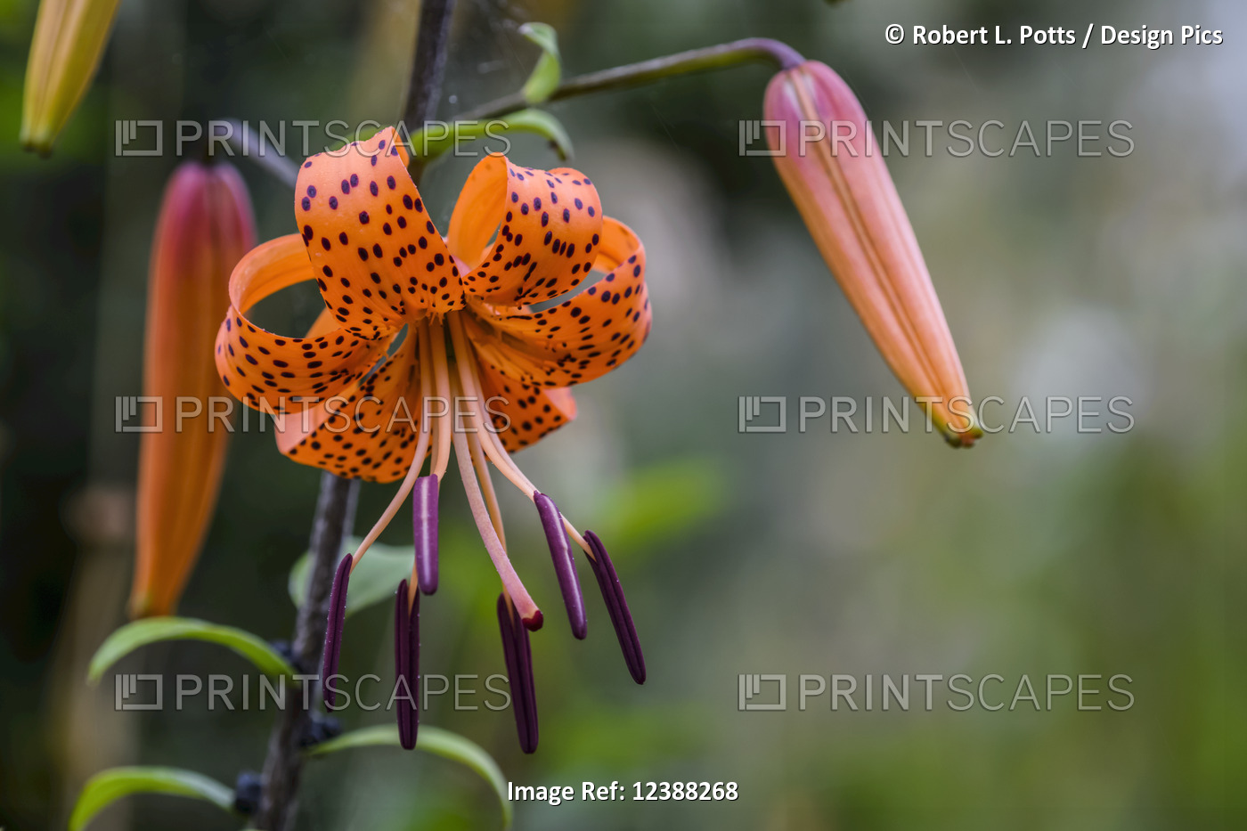 A Tiger lily (lilium) blooms; Astoria, Oregon, United States of America