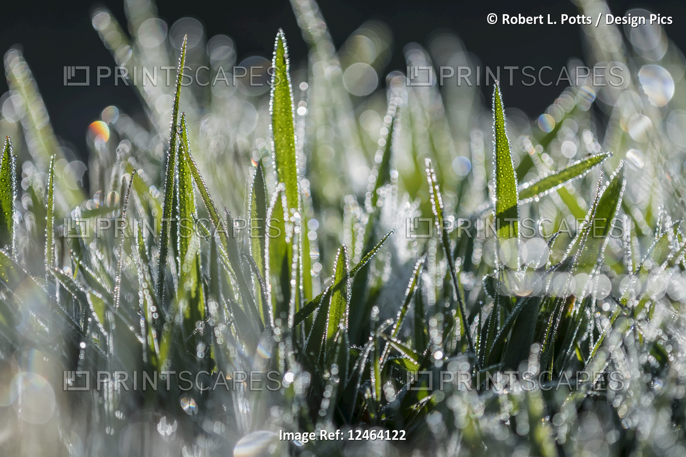 Dew reflects light in the lawn; Astoria, Oregon, United States of America