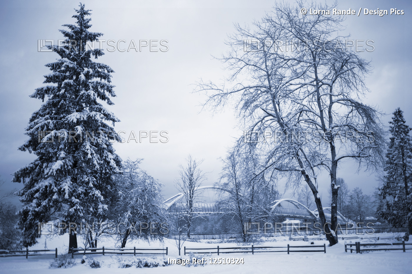 Tynehead Park in winter, covered with snow; Surrey, British Columbia, Canada