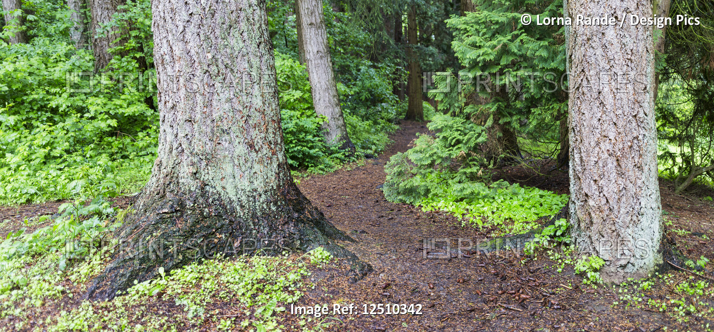 A trail leading through the large trees in Redwood Park in British Columbia