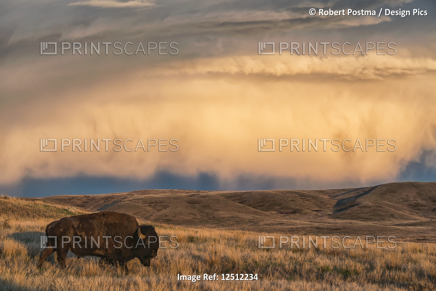 Bison (bison bison) grazing at sunset, Grasslands National Park; Saskatchewan, ...