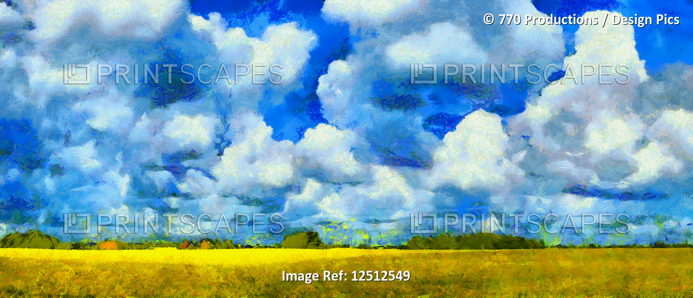 Canola growing in a field with a big sky of blue and cloud overhead, digital ...
