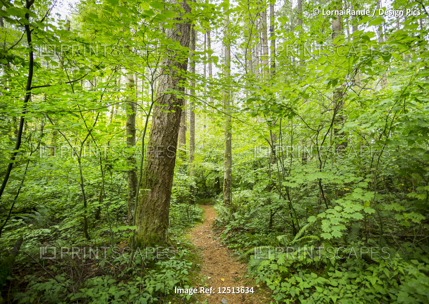 Green Timbers Forest; Surrey, British Columbia, Canada