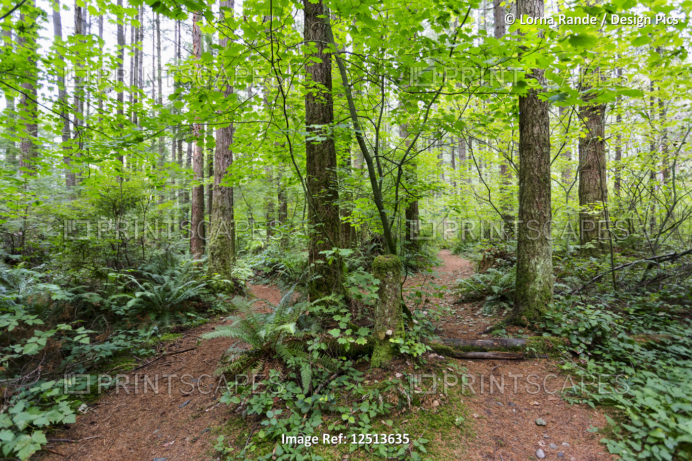 Green Timbers Forest with two trails leading in different directions; Surrey, ...