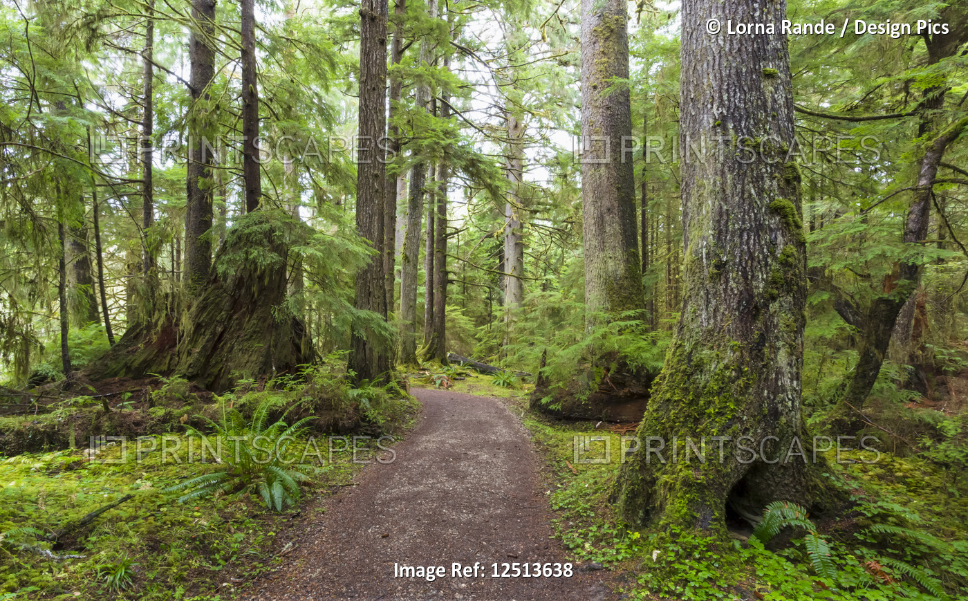 Golden Spruce Trail, Port Clement; Haida Gwaii, British Columbia, Canada