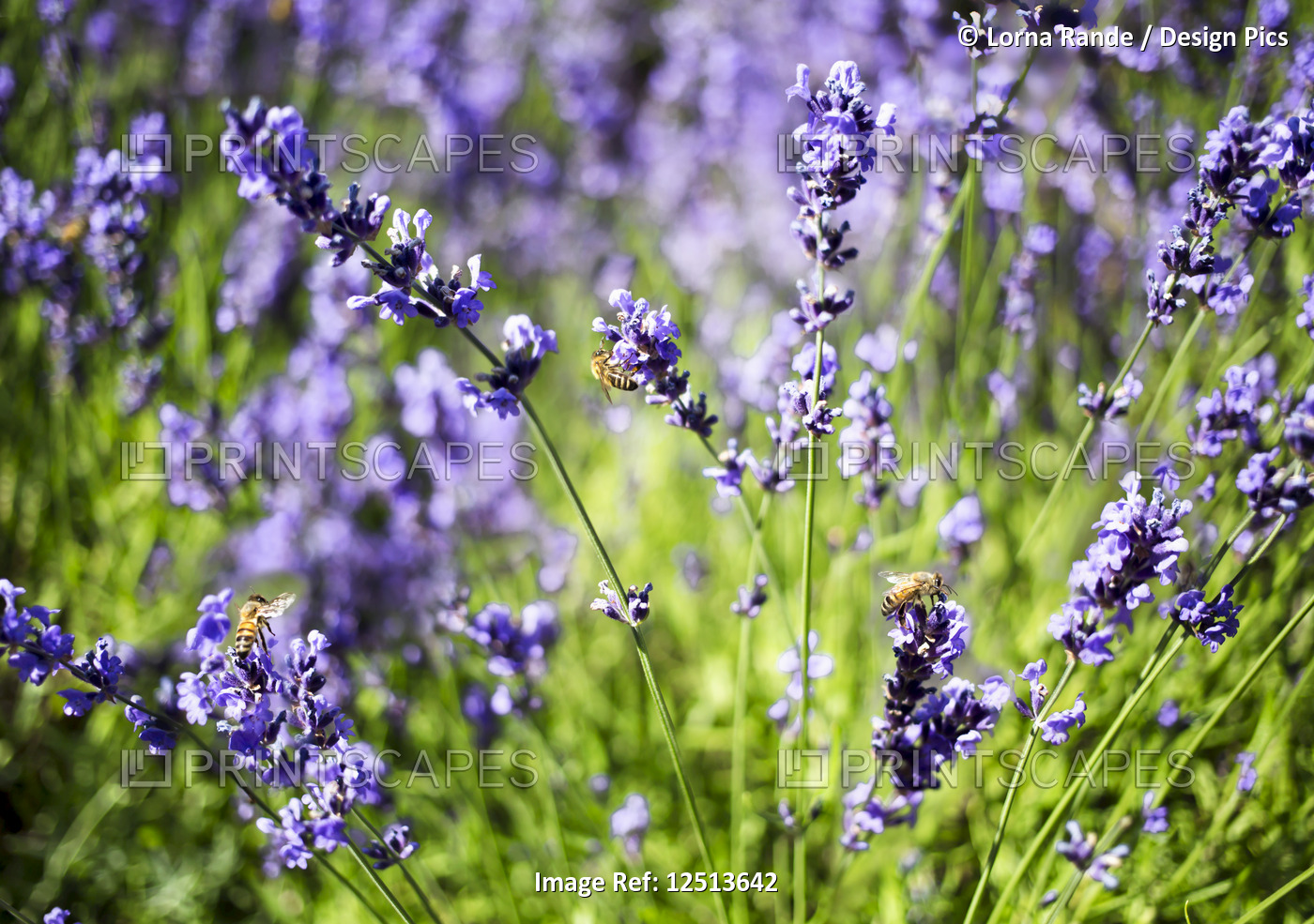 Busy bees gathering nectar on lavender plants in a lavender field; Vancouver, ...