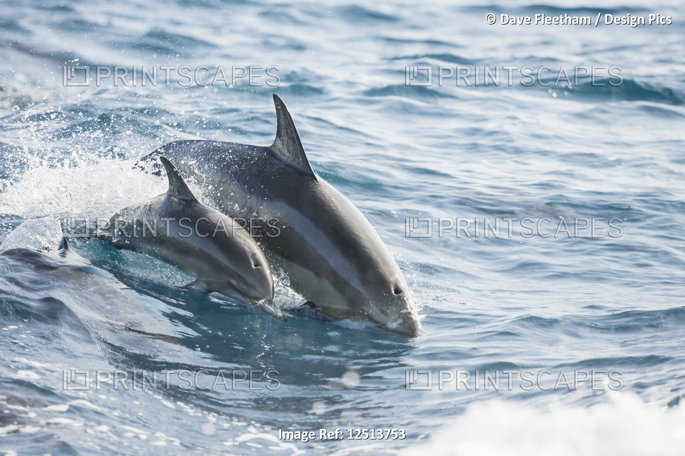 A young Spinner Dolphin (Stenella longirostris), leaps into the air beside it's ...