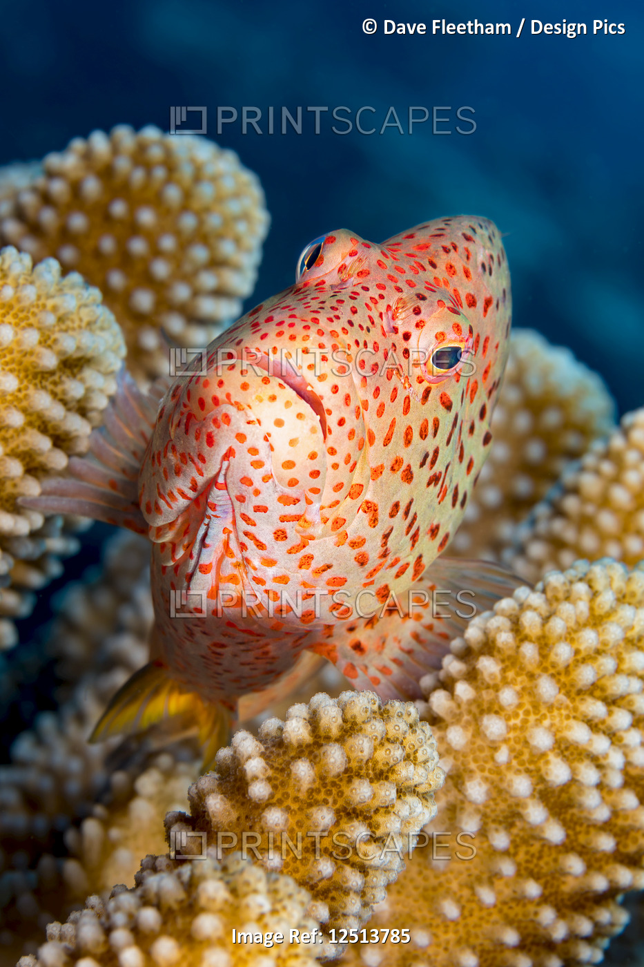 Typical of this family, the Blackside Hawkfish (Paracirrhites forsteri) has ...