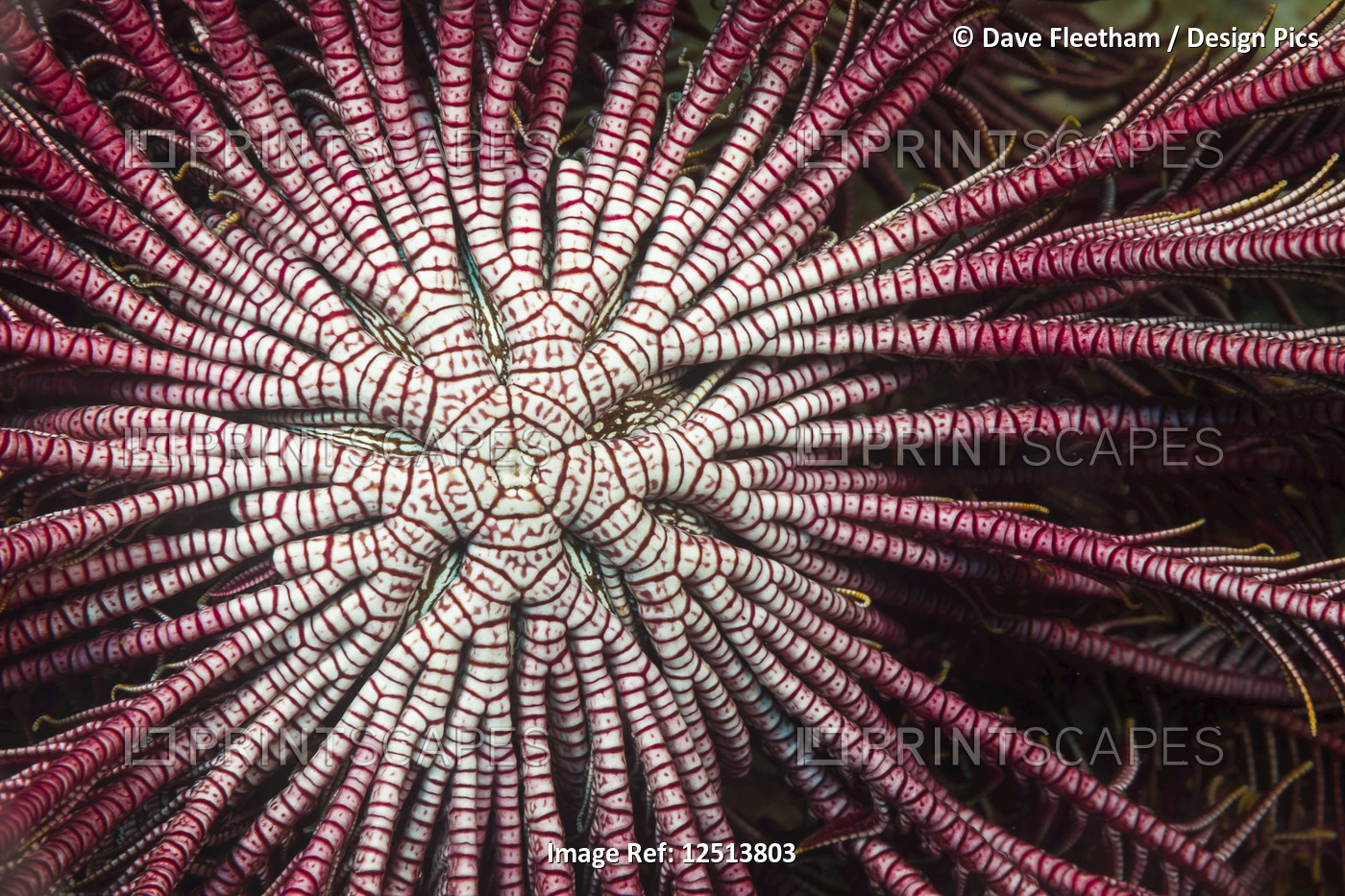 Detail of the center branching arms of a Crinoid or Feather Star (Lamprometra ...