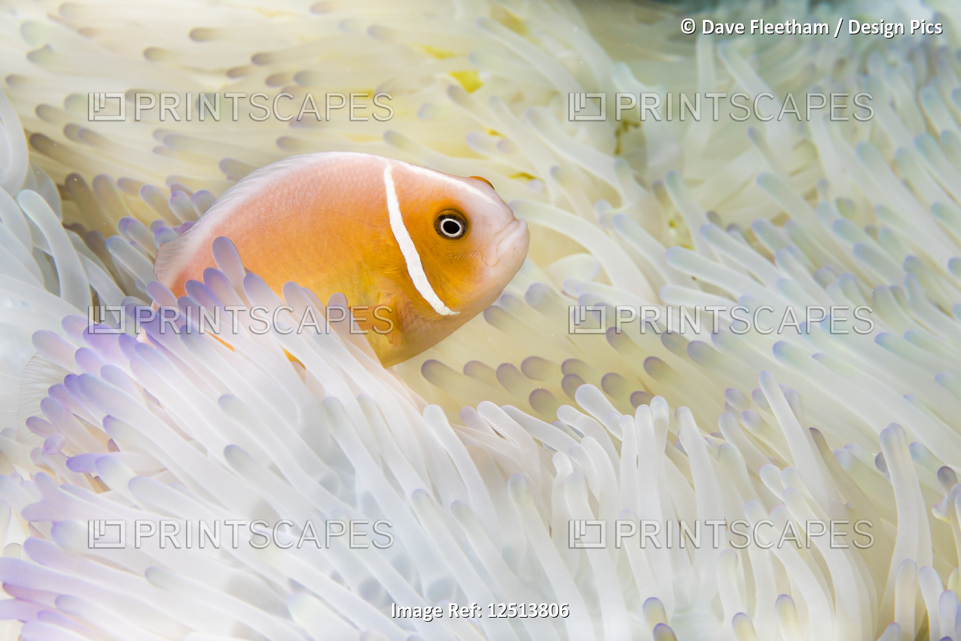 This Pink Anemonefish (Amphiprion perideraion) is in an anemone (Heteractis ...