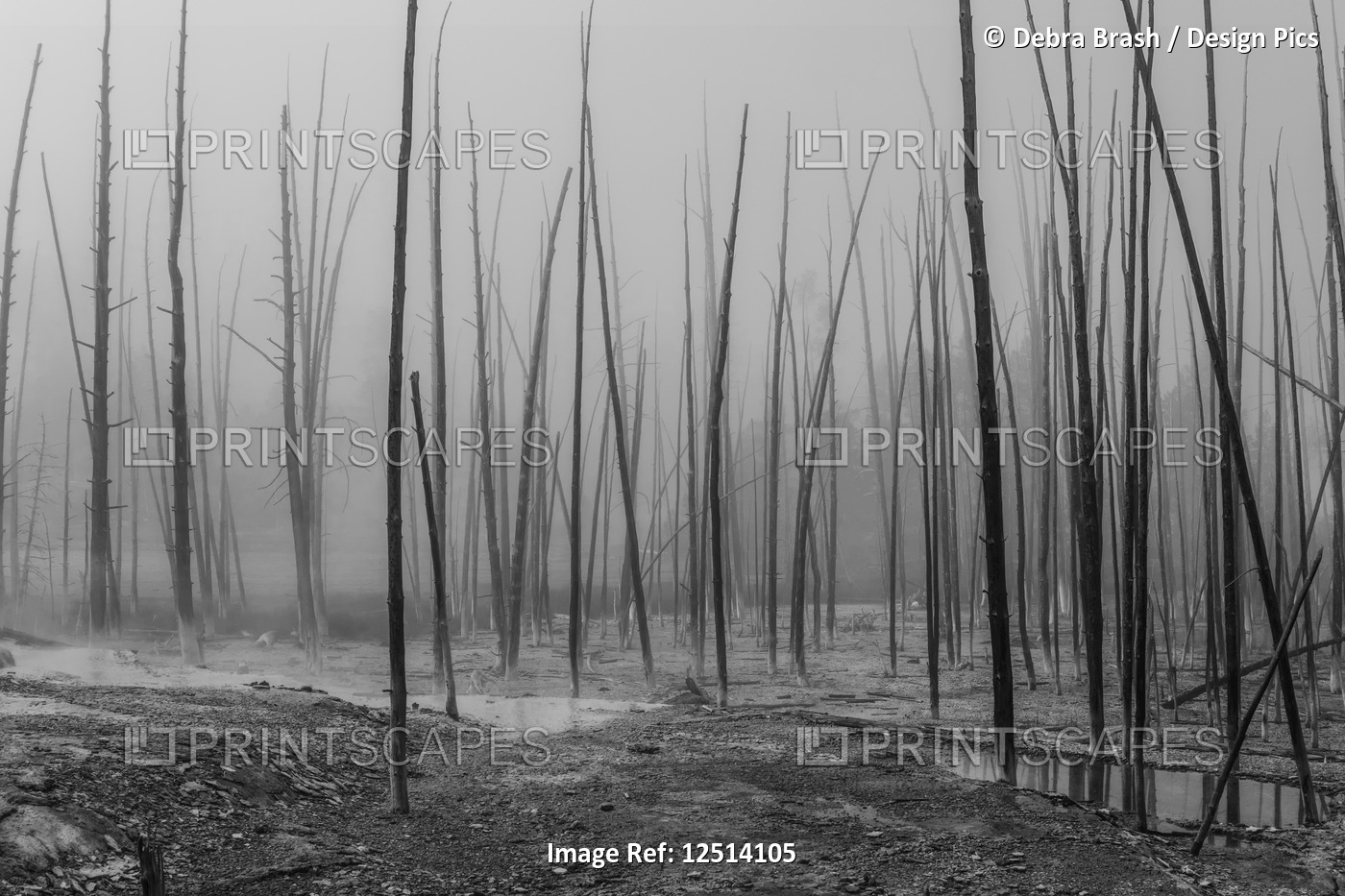 Dead trees, Cistern Spring, Norris Basin, Yellowstone National Park; Wyoming, ...