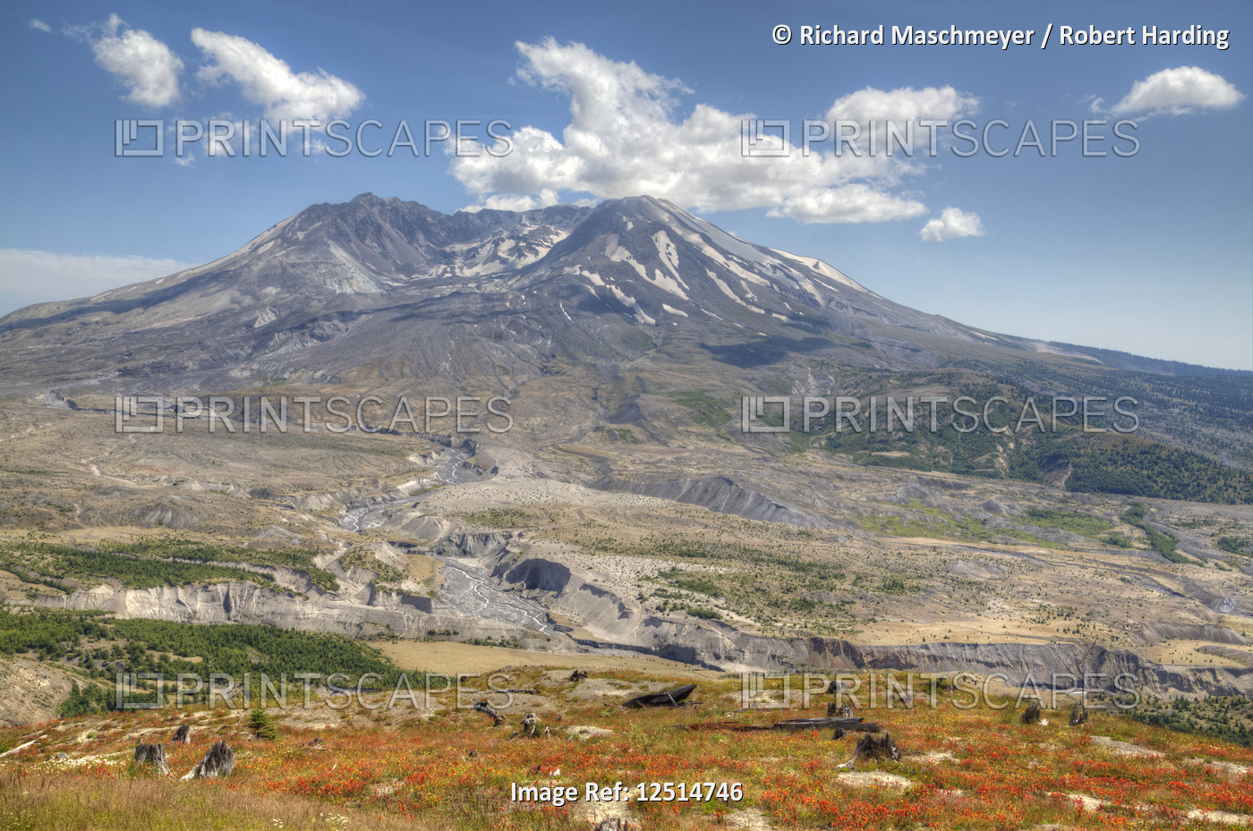 Mt St Helens with Wild Flowers, Mt St Helens National Volcanic Monument, Washington, USA