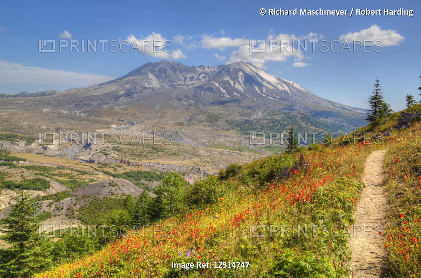 Mt St Helens with Wild Flowers, Mt St Helens National Volcanic Monument, Washington, USA