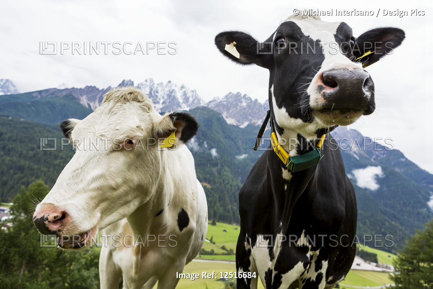 Close-up of two diary cows in an alpine meadow with snow-capped mountains in ...