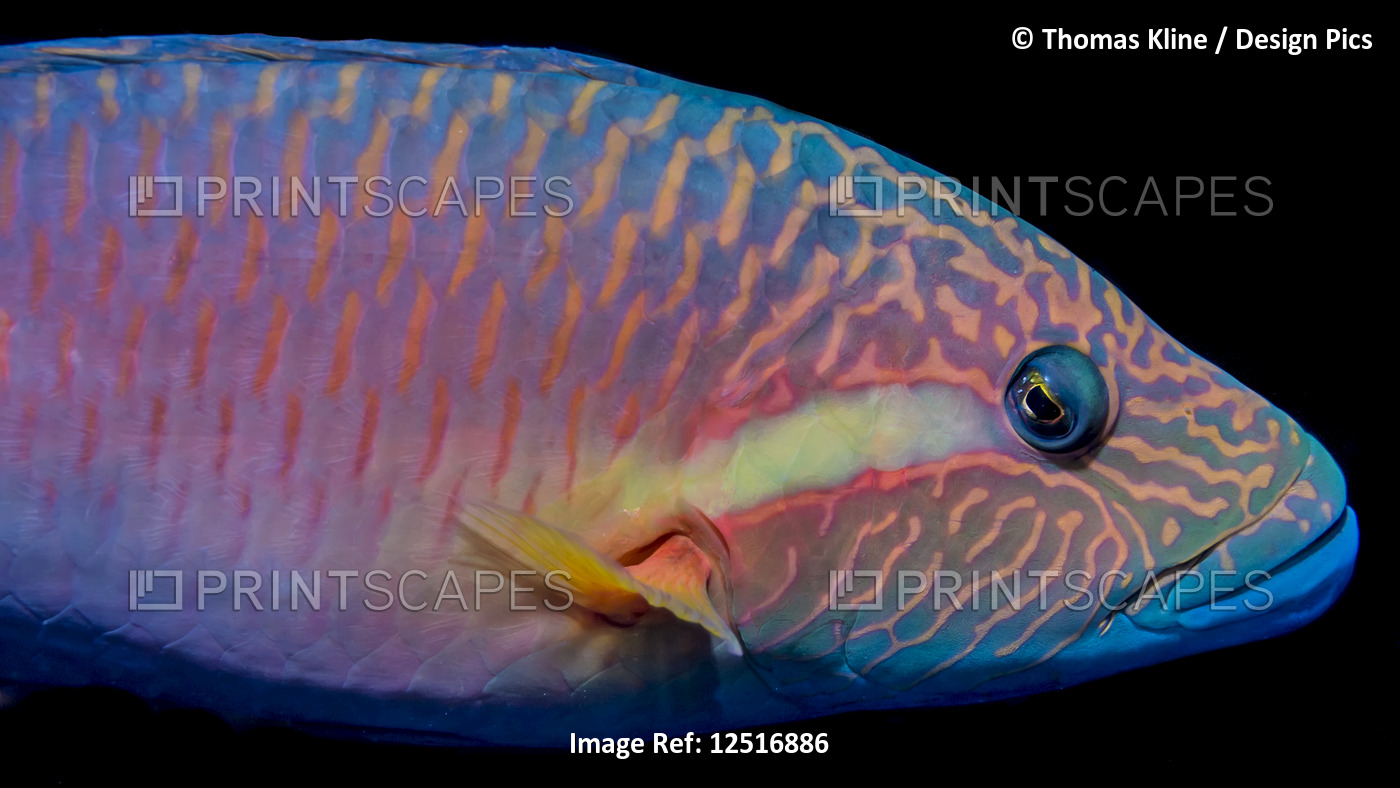 The vivid colors of a Ringtail Wrasse.