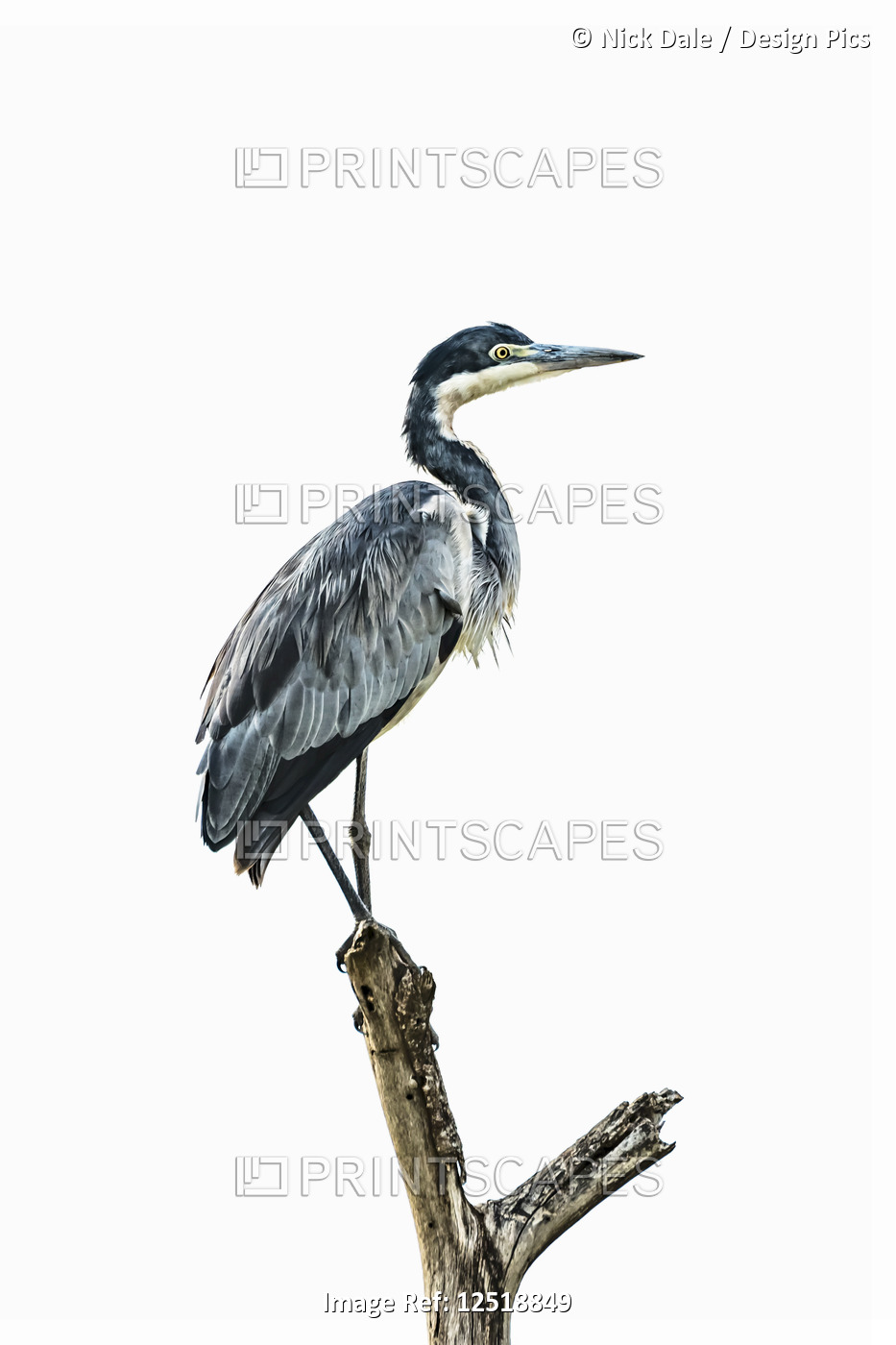 Black-headed heron (Ardea melanocephala) stands in profile on a forked tree ...