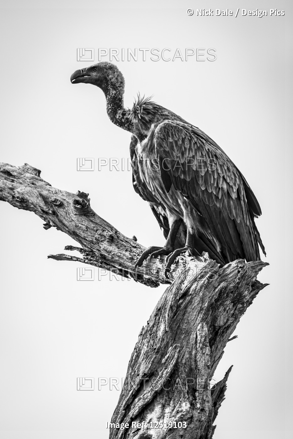 Monochrome white-backed vulture (Gyps africanus) on dead tree stump, Tarangire ...