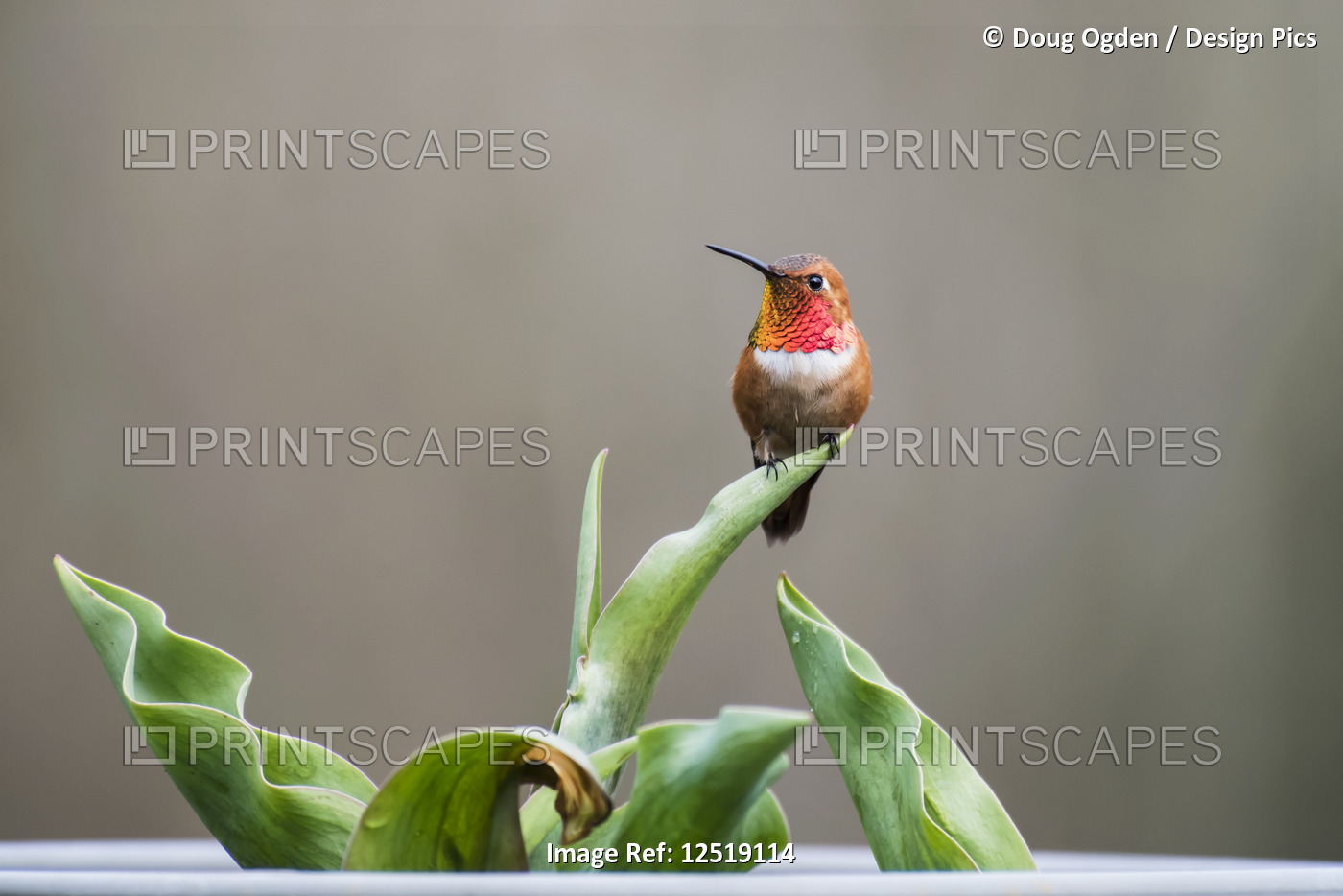 Perched male Rufous hummingbird (Selasphorus rufus) on a tulip leaf; Olympia, ...